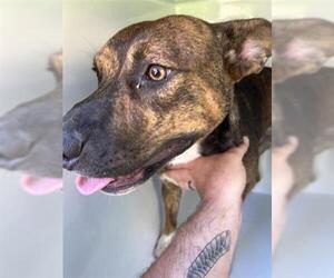 American Pit Bull Terrier-Unknown Mix Dogs for adoption in Houston, TX, USA