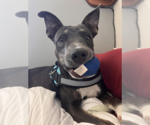 Mutt Dogs for adoption in Williamsburg, NM, USA
