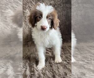 Australian Shepherd-Unknown Mix Dogs for adoption in Grafton, WI, USA
