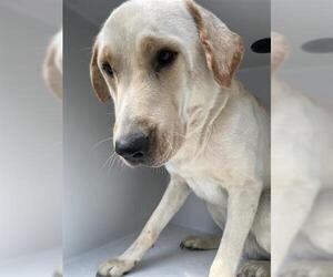Labrador Retriever-Unknown Mix Dogs for adoption in Houston, TX, USA
