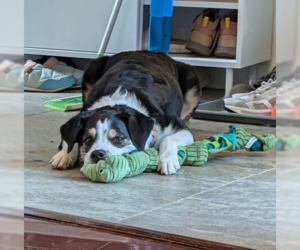 Border Collie-Unknown Mix Dogs for adoption in Caldwell, NJ, USA