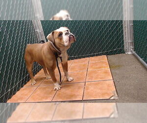 American Bulldog Dogs for adoption in Downey, CA, USA