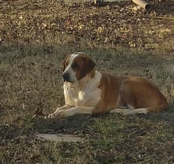 Saint Bernard-Unknown Mix Dogs for adoption in Clarkesville, GA, USA