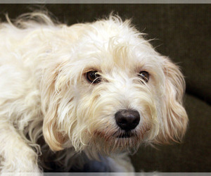Lhasa-Poo Dogs for adoption in Waco, TX, USA