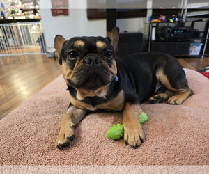 French Bulldog Dogs for adoption in St. Louis Park, MN, USA