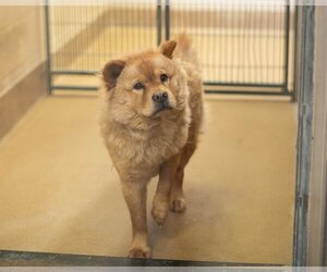 Chow Chow Dogs for adoption in Martinez, CA, USA