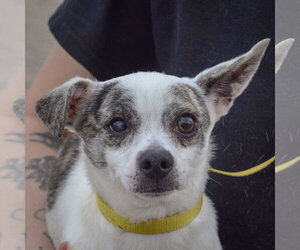 Italian Greyhuahua Dogs for adoption in Huntley, IL, USA