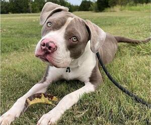 Mutt Dogs for adoption in Rockwall, TX, USA