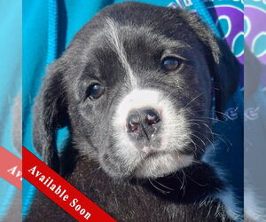 Mutt Dogs for adoption in Huntley, IL, USA