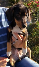Dachshund-Unknown Mix Dogs for adoption in San Luis Rey, CA, USA