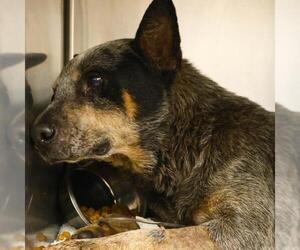 Mutt Dogs for adoption in San Antonio, TX, USA