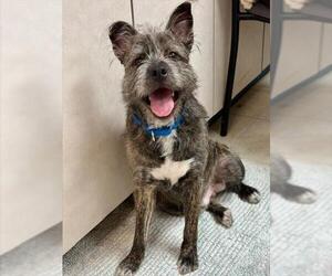 Mutt Dogs for adoption in Brewster, MA, USA