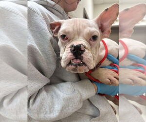 French Bulldog-Unknown Mix Dogs for adoption in New York, NY, USA