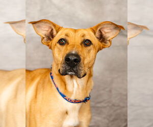 German Shepherd Dog-Great Pyrenees Mix Dogs for adoption in Clinton, OK, USA