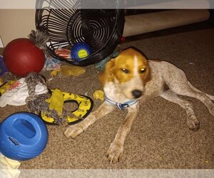 Redbone Coonhound-Unknown Mix Dogs for adoption in Fort Wayne, IN, USA