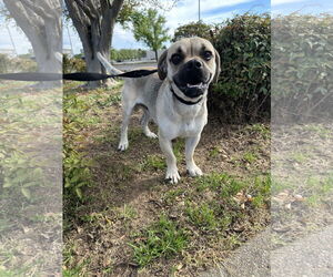 Pug-Unknown Mix Dogs for adoption in Chico, CA, USA