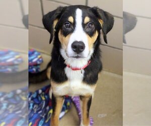 Bernese Mountain Dog-Unknown Mix Dogs for adoption in Fort Wayne, IN, USA