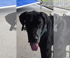 Great Dane Dogs for adoption in Palm Beach, FL, USA