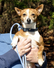 Rat-Cha Dogs for adoption in Siler City, NC, USA