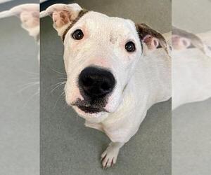 American Pit Bull Terrier-Unknown Mix Dogs for adoption in Fayetteville, NC, USA