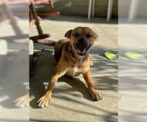 Spaniel-Unknown Mix Dogs for adoption in Dana Point, CA, USA