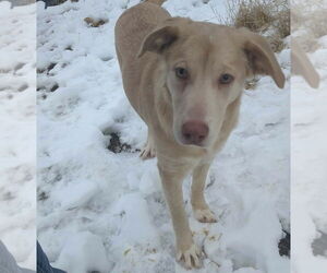 Labrador Retriever-Unknown Mix Dogs for adoption in Boston, MA, USA