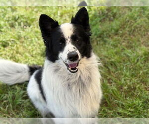 Border Collie-Unknown Mix Dogs for adoption in Tulsa, OK, USA