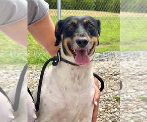 Rat Terrier-Unknown Mix Dogs for adoption in Abbeville, LA, USA