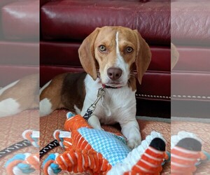 Beagle Dogs for adoption in Wheaton, IL, USA