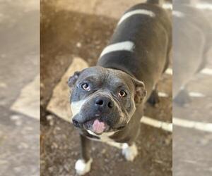 American Pit Bull Terrier Dogs for adoption in Santa Maria, CA, USA