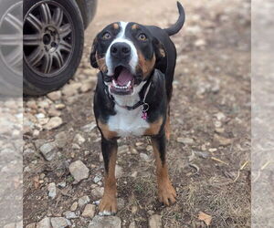 Mutt Dogs for adoption in Vail, AZ, USA