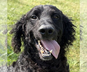 Retriever -Unknown Mix Dogs for adoption in Jefferson, WI, USA