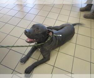 American Pit Bull Terrier-Unknown Mix Dogs for adoption in Ocala, FL, USA