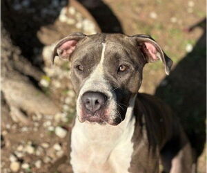 American Pit Bull Terrier Dogs for adoption in Tulsa, OK, USA