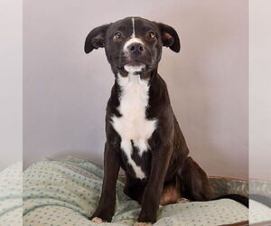 Boston Terrier-Boxer Mix Dogs for adoption in Sheridan, CO, USA