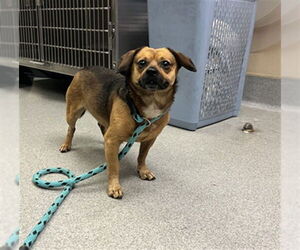 Chihuahua-Unknown Mix Dogs for adoption in Rancho Cucamonga, CA, USA