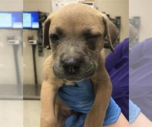 Labrador Retriever Dogs for adoption in Conroe, TX, USA