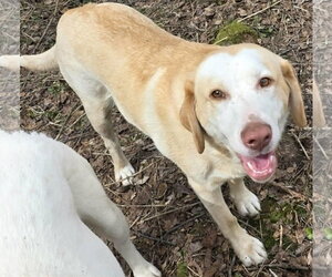 Mutt Dogs for adoption in Cuba, NY, USA