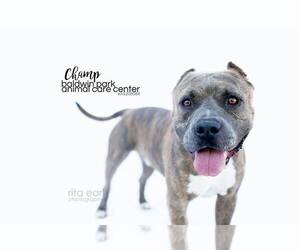 American Pit Bull Terrier Dogs for adoption in Pasadena, CA, USA