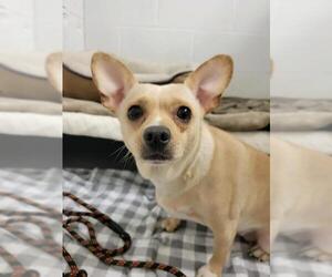 Chi-Corgi Dogs for adoption in Lawrenceville, NJ, USA