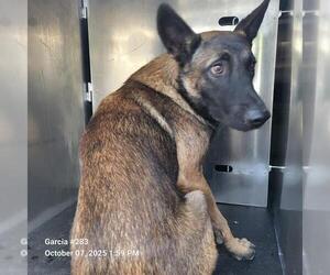 Mutt Dogs for adoption in San Antonio, TX, USA