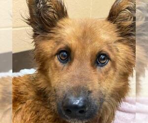 German Shepherd Dog Dogs for adoption in Lucedale, MS, USA