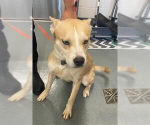 Huskies -Labrador Retriever Mix Dogs for adoption in Baytown, TX, USA