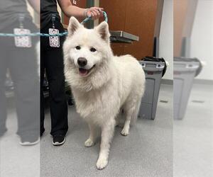 Samoyed Dogs for adoption in Rancho Cucamonga, CA, USA