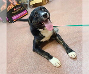 Border Collie-Unknown Mix Dogs for adoption in Ogden, UT, USA