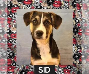 Sheprador Dogs for adoption in Littleton, CO, USA