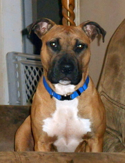 Medium Photo #1 Boxer-Unknown Mix Puppy For Sale in White Bluff, TN, USA