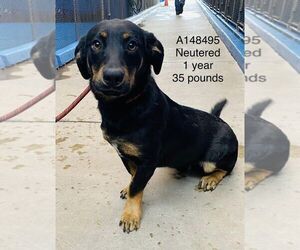 German Shepherd Dog-Unknown Mix Dogs for adoption in Calgary, Alberta, Canada