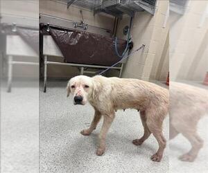 Great Pyrenees-Unknown Mix Dogs for adoption in Conroe, TX, USA