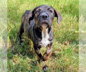 Mutt Dogs for adoption in Vail, AZ, USA